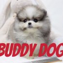 버디독 강아지분양 고양이분양 안심분양센터 인천점 이미지