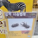 [더프렌즈] 🐛꼬물꼬물 곤충친구와 미어캣 이미지