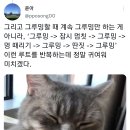 고양이들 꼬박꼬박 그루밍하는거 웃기고 귀여움.twt 이미지