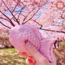 벚꽃붕어빵