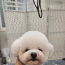 왈왈미용실 이미지