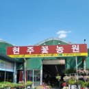 현주채소