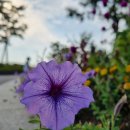 인천송도국제캠핑장 이미지