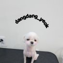 하콩이네 이미지