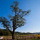 자라는나무 이미지