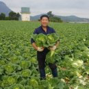 수천농장 | 오늘N 해남 절임배추 농장 알아보기(오늘 대공개)