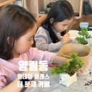 [광주] 광주 양림동 아이와 가볼 만한 곳 | 분재 카페 | 원데이 클래스 솔직 후기 | 더분