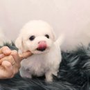 YOMIDOG