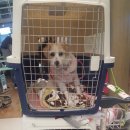 콩이랑 초이랑 이미지