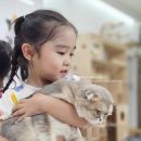 꽁냥꽁냥캣 이미지