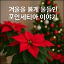 리얼레스트작은도서관 | ❄️ 연말 분위기가 물씬 나는 광주시립도서관 — 첫눈 내린 날, 따뜻함을 찾아간 곳