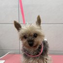 도봉 애견 미용앤호텔 이미지