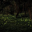 반딧불이 이미지