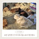 4337 | 서울 근교 나들이 추천 | 포천 가볼만한 곳 마이애니멀스토리 in 평강랜드 5살 아이와 재방문 후기