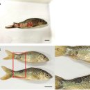 침지법(1시간)에 의한 잉어의 비정형 Aeromonas salmonicida의 인위감염 이미지