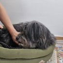 향기품은강아지 | [클래스 후기] 아토피로 고생하는 댕댕이를 위한 엄마의 사랑, 캐모마일 생화로 진정 미스트 만들기 🌼🐶