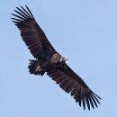 독수리 이미지