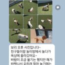 도그힐튼 이미지