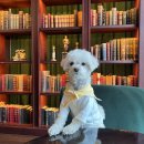 정지환 농장 | 우리 강아지가 좋아해요. 펫 프렌들리 여행지 5