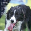 동물을 사랑하는 사람들 이미지