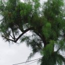 계수나무토끼한마리 이미지