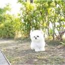 야옹아 멍멍해봐 강아지고양이 평택점 이미지