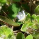 풀꽃마중 이미지