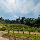 일산목장 이미지