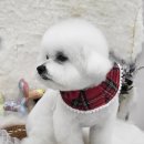 리치펫살롱 이미지