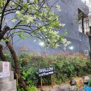 샬로우커피울산 이미지