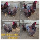 관상닭 여러품종 병아리 분양합니다 이미지