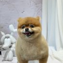 까꿍펫살롱 이미지