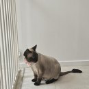 이쁘면다냥 | 수원 고양이 미용 목욕 이쁘면다냥 솔직후기