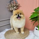 릴리줄리살롱 이미지