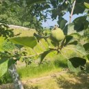 건이네 농장 이미지