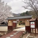 ☕️[춘천/대룡산장] 🌸벚꽃이 아름다운 대형 카페 | 이색적인 들기름 디저트 추천!