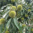 청용1리 이미지