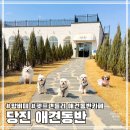 충남 당진 애견동반 브런치 감성 카페 앙비떼 펫프랜들리