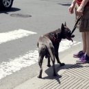 애견천국 이미지