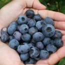 보나농장 이미지