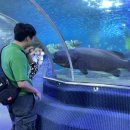 백호게임장 | 나트랑 빈원더스 놀이기구 입장권 최저가 할인