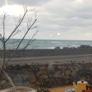 제주애아리 이미지