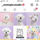 주토피아스튜디오 이미지