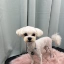 복똥이강아지 이미지