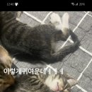 플랙스캣 이미지