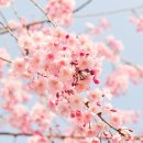 여의도 벚꽃축제― 이동 방법에서 대중교통, 꿀팁까지 이미지