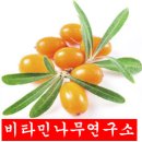 비타민나무 - 서구 | 비타민나무