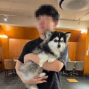 카페인 | 남양주 애견카페 카페인퀸스 후기｜애견운동장부터 강아지 수영장·셀프목욕까지