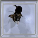 멍멍이천국 이미지