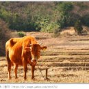 워낭소리 이미지